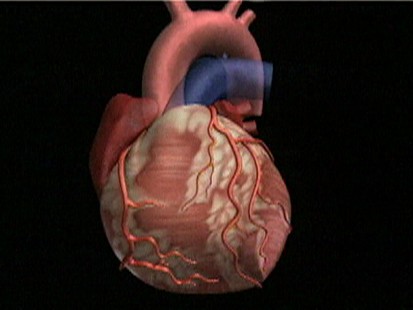 Heart